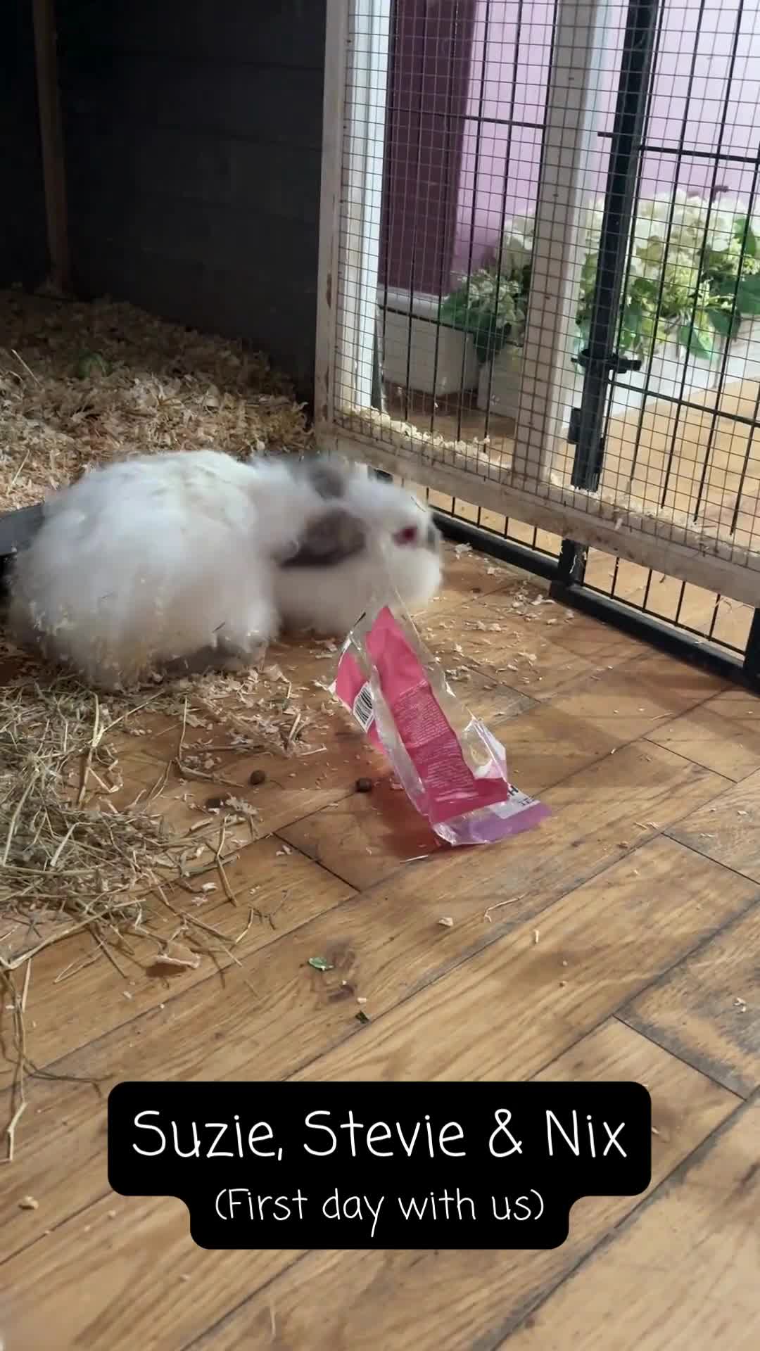 Lionhead rabbits for sale: Male red eyed, white Lionhead rabbit 10 months old - Video 1