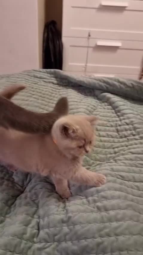 British Shorthair cats for sale: Lilac Blue Female British Shorthair GCCF Pedigree - Video 2