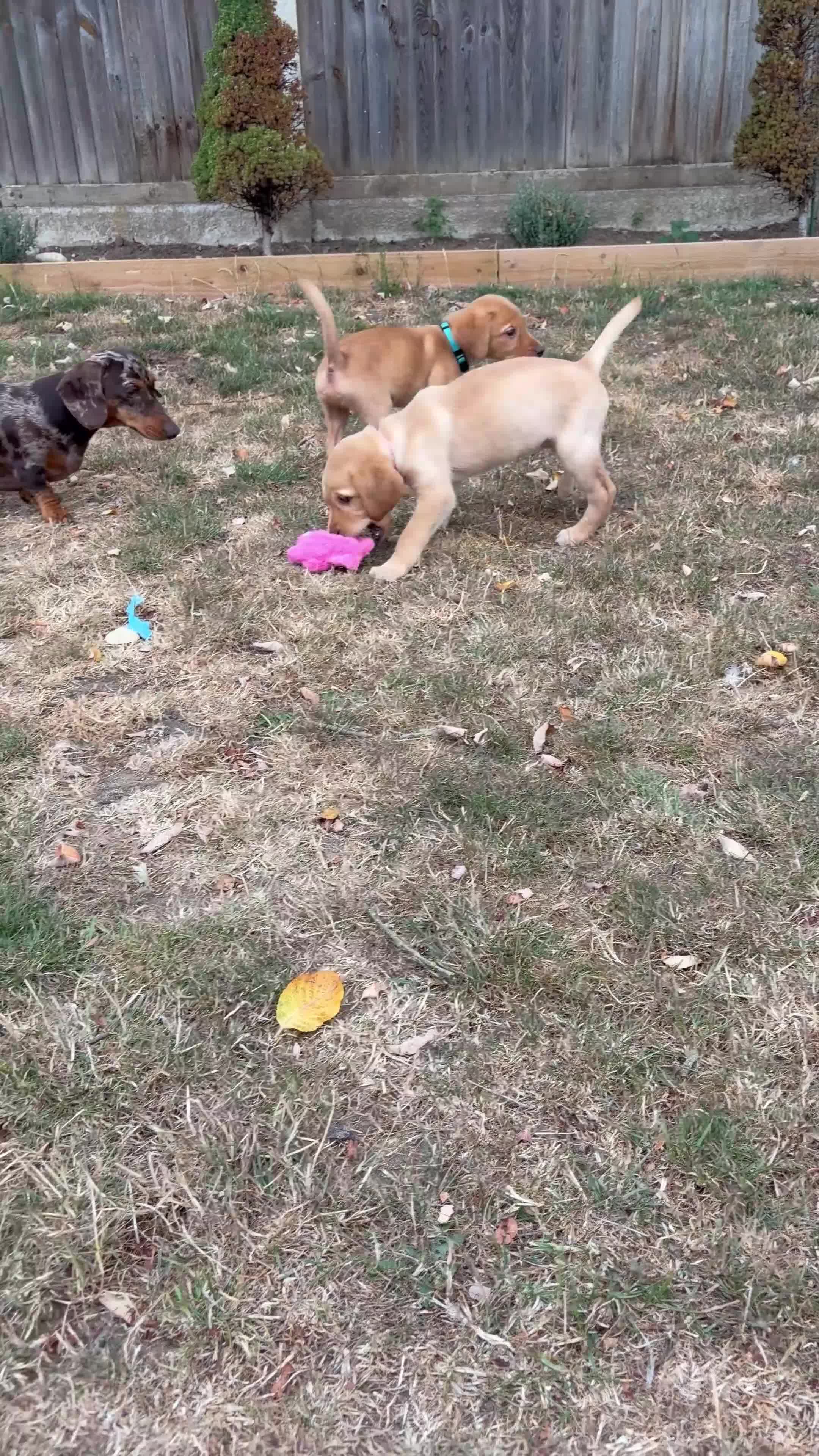 Labrador Retriever dogs for sale: 2 FOX RED LABRADOR BOYS LEFT READY NOW  - Video 2