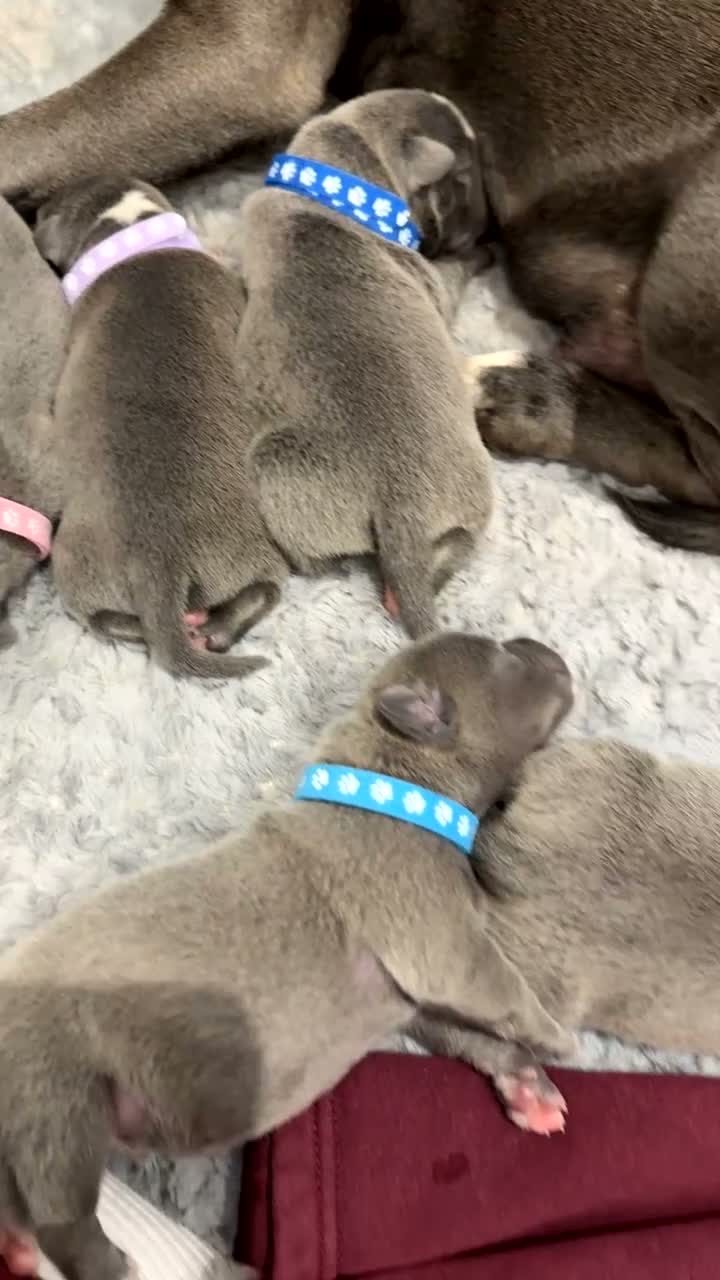 Staffordshire Bull Terrier dogs for sale: Blue Staffordshire puppies for sale  - Video 1