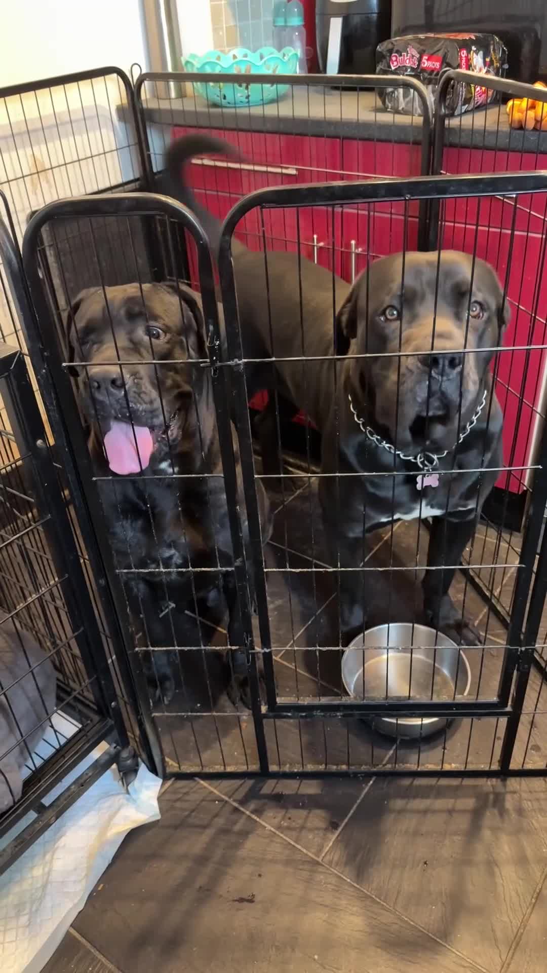 Cane Corso dogs for sale: Imp Champion Bloodline Pure Breed Cane Corso pups  - Video 4