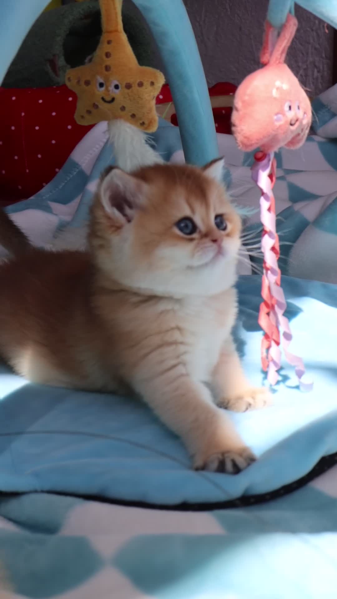British Shorthair cats for sale: 🧿✨Exclusive Golden British Shorthair babies 🧿 - Video 1