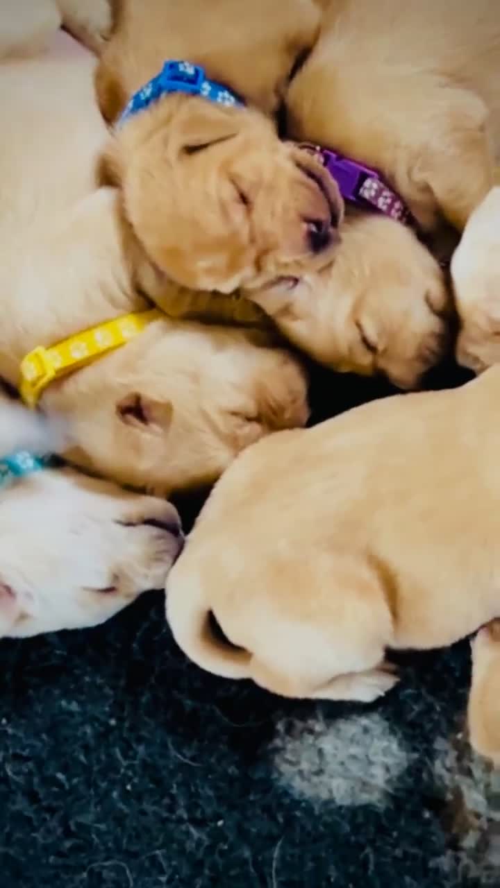 Mixed Breed dogs for sale: Labrador x visla (Vislador) puppies 6 girlies  - Video 1