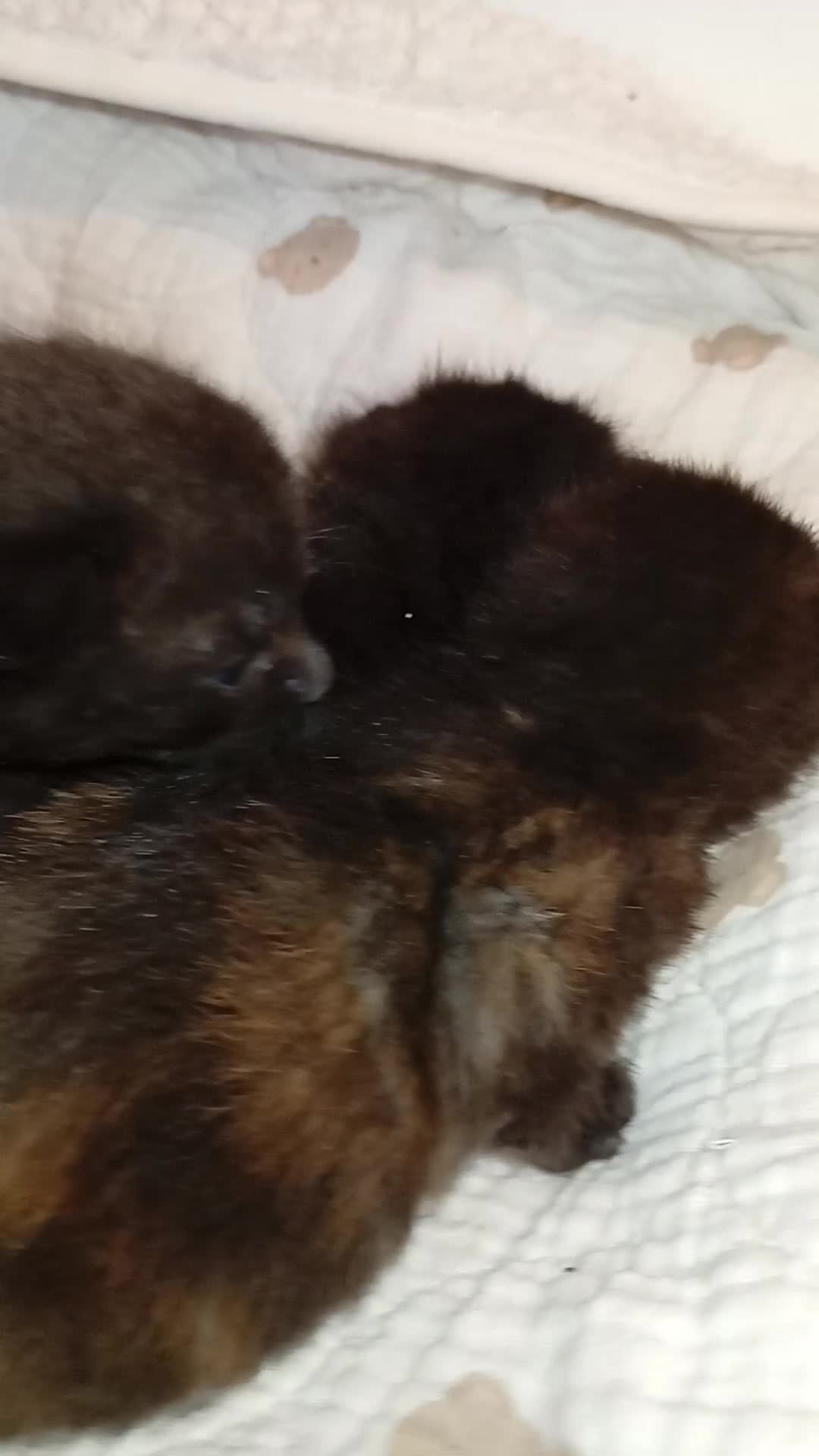 Mixed Breed cats for sale: Four new kittens  in Bedford - Video 1