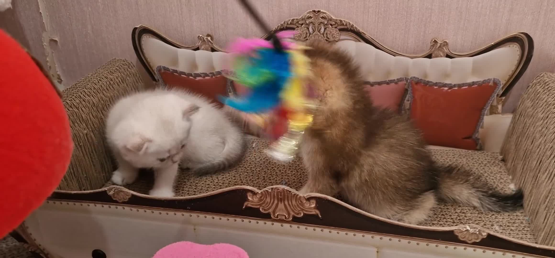British Shorthair cats for sale: British shorthair kittens  - Video 3