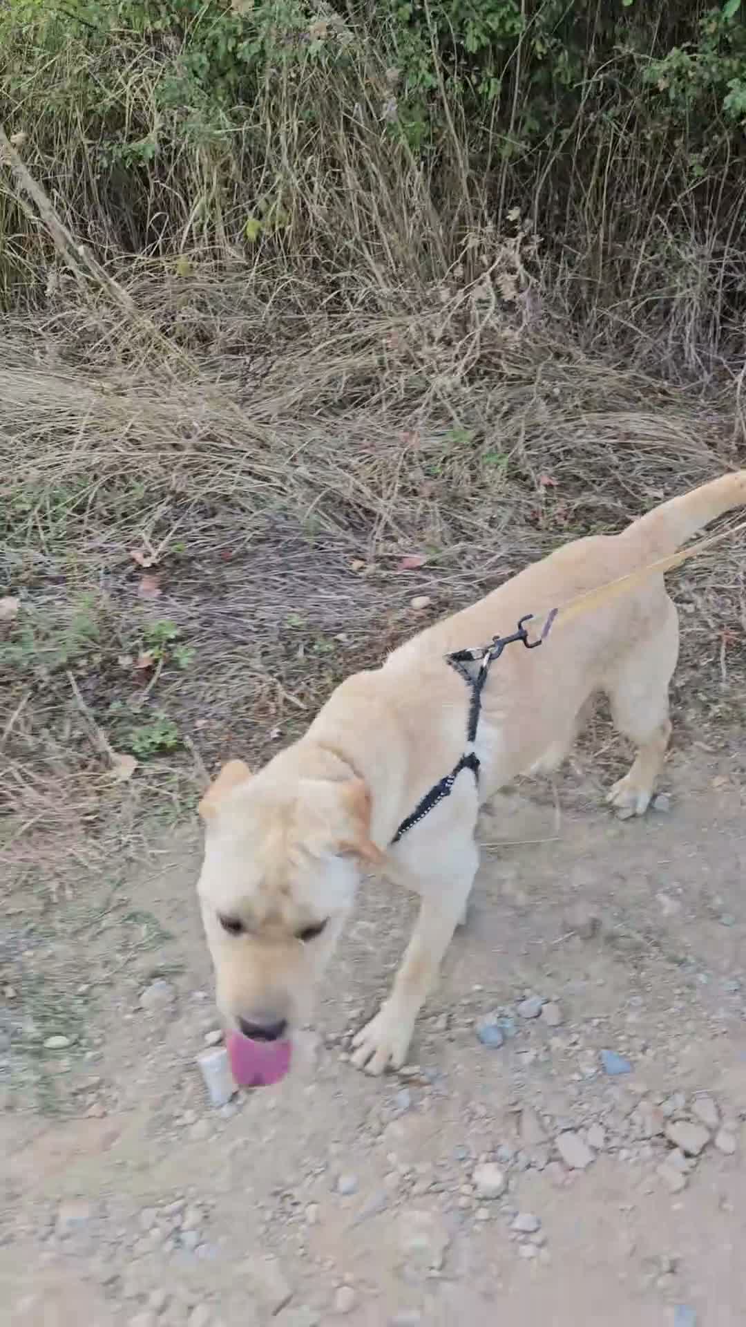 Mixed Breed dogs for adoption: Indie – Gorgeous Young Shar Pei Cross - Video 1