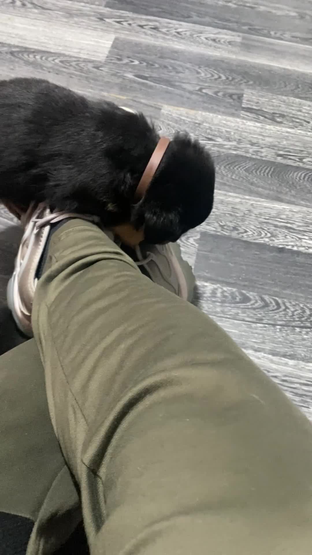 Rottweiler dogs for sale: Rottweiler puppies  in Birmingham - Video 4