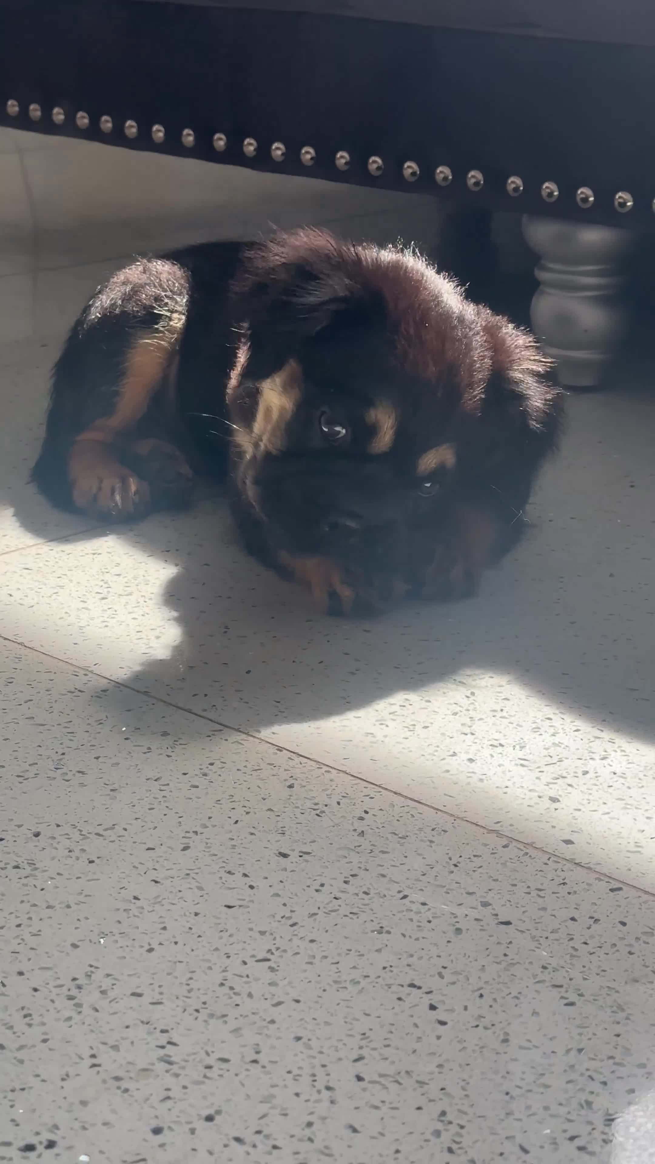 French Bulldog dogs for sale: Furbabys  - Video 1
