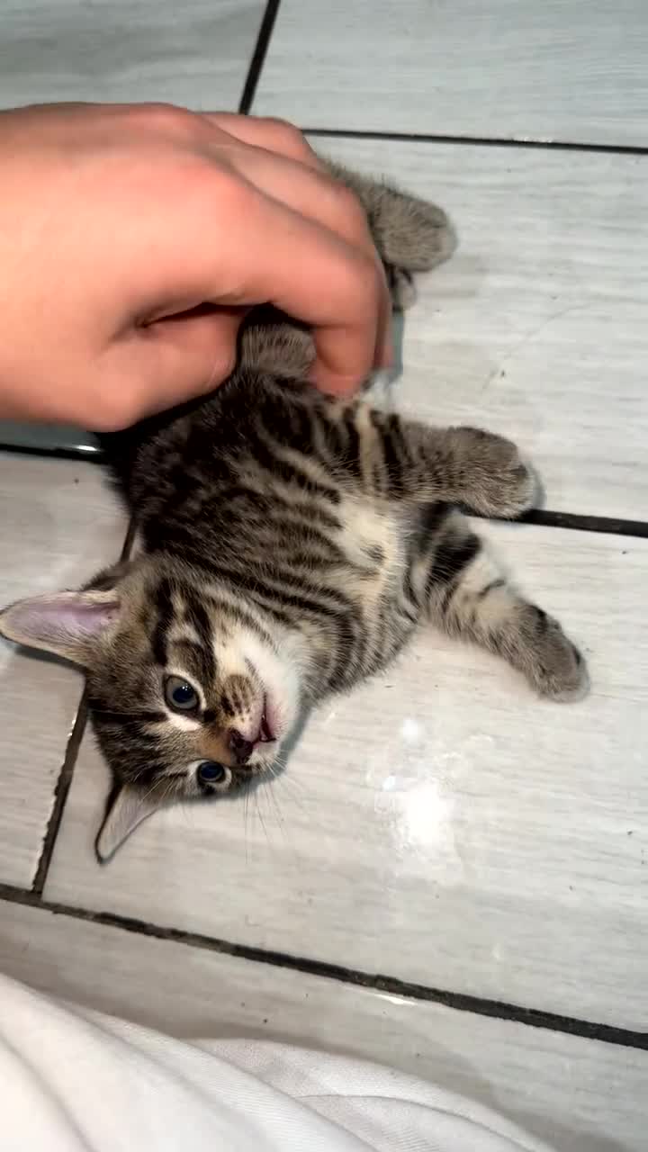 Domestic Shorthair cats for sale: Adorable tabby kittens and black kittens  - Video 2