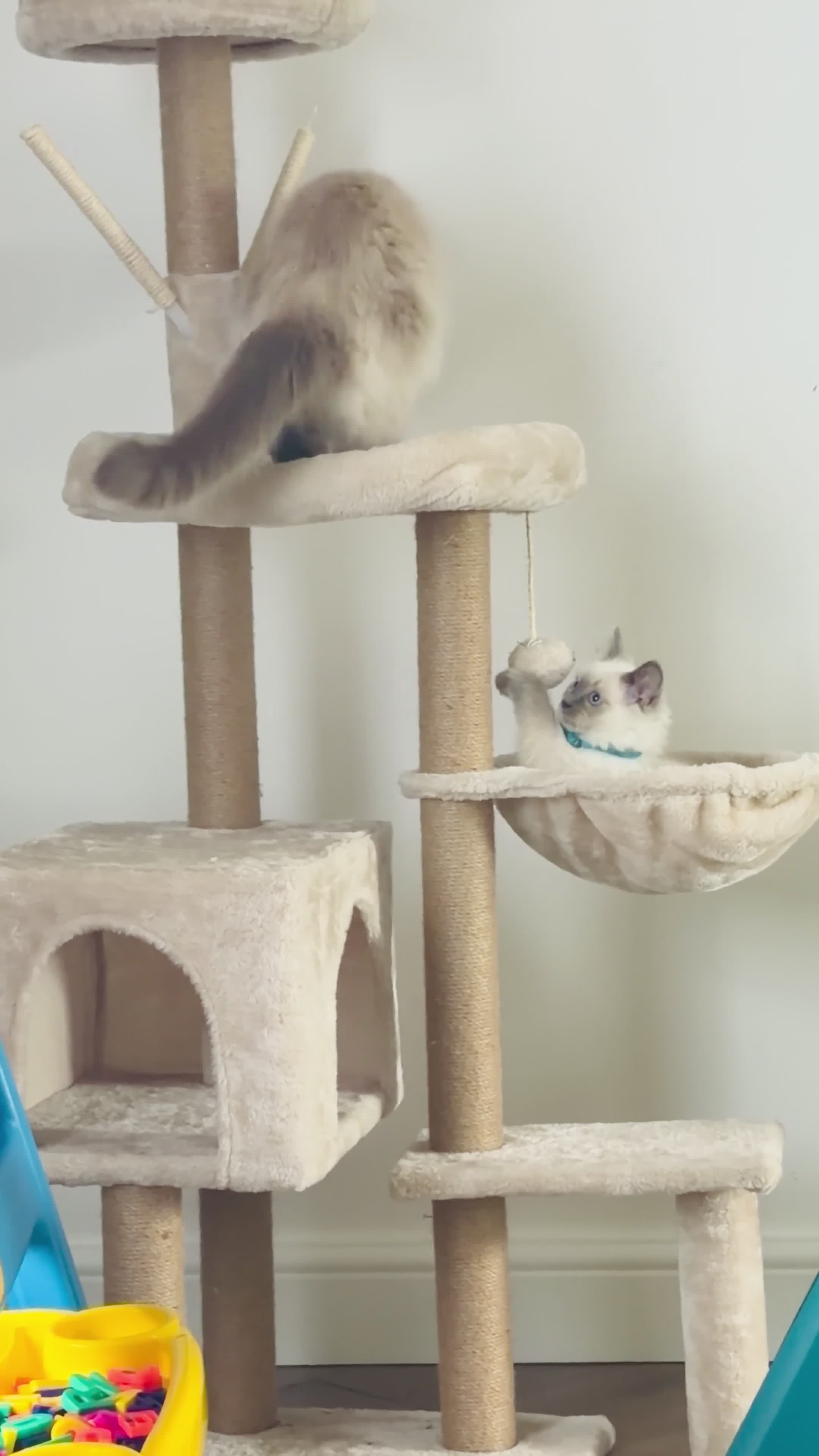Ragdoll cats for sale: Ready now!Fully pedigree blue point kittens  - Video 1