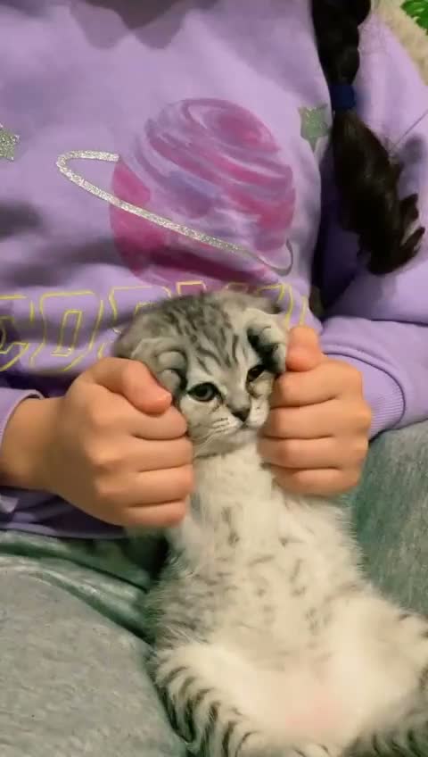 Scottish Fold cats for sale: Beautiful CAT for sale - Video 5