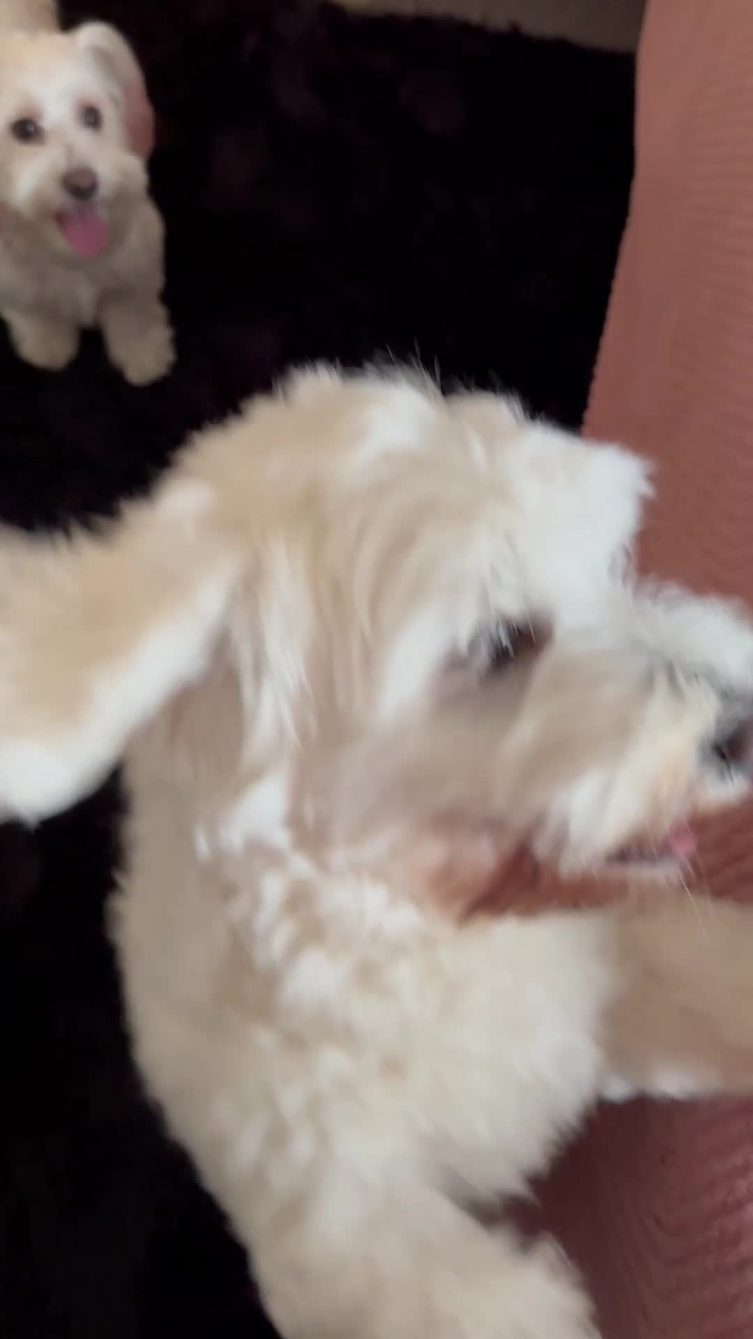 Bichon Frise dogs for sale: Adorable Bichon Frise Puppies - Video 1