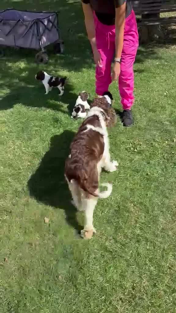 English Springer Spaniel dogs for sale: English Springer Spaniel Puppies  *5 star breeder* - Video 2