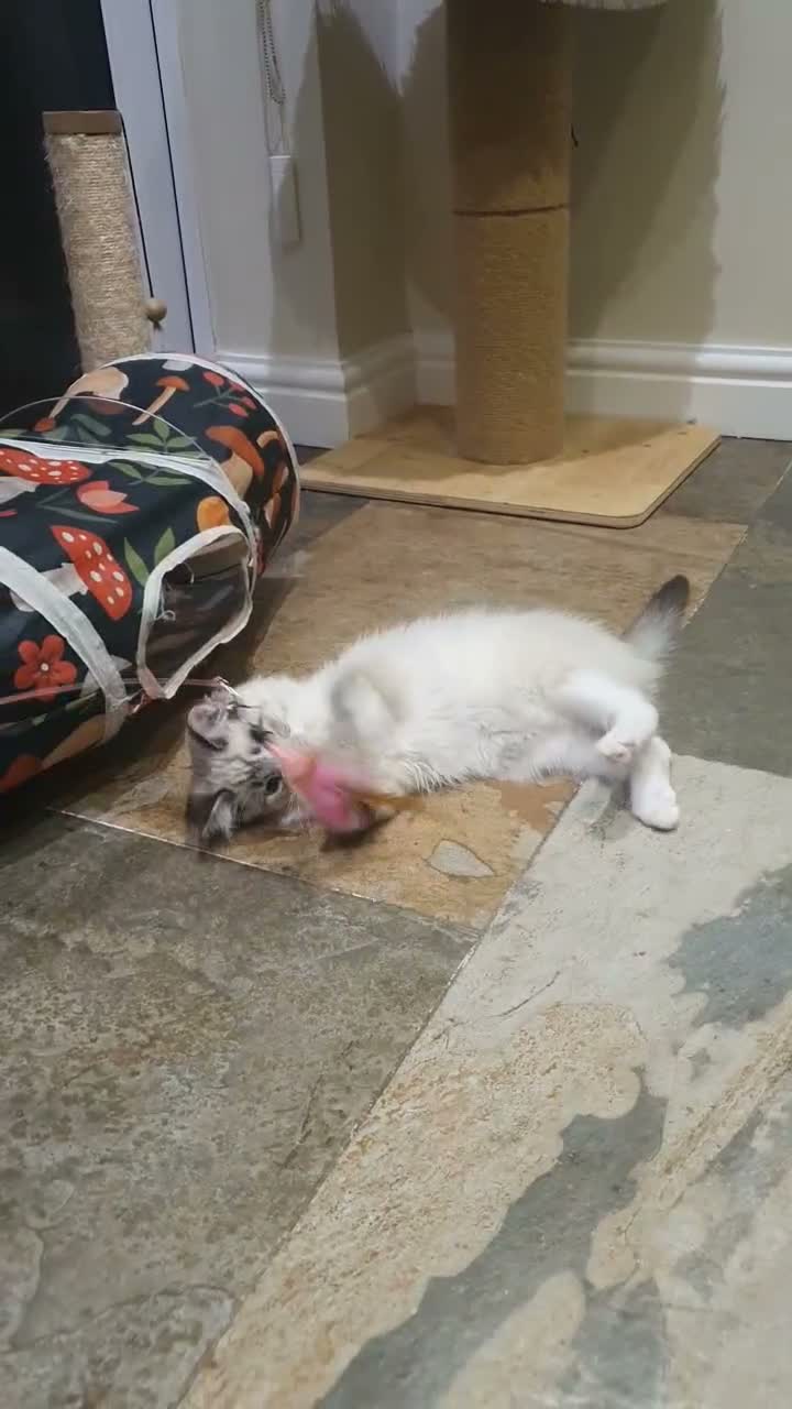 Ragdoll cats for sale: 💖11 WEEKS OLD💖 GCCF Registered Ragdoll Kittens. - Video 4