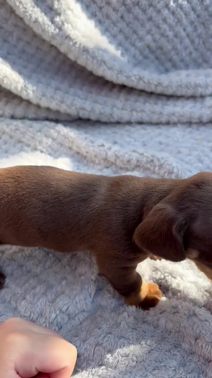 Miniature Dachshund dogs for sale: 4 Miniature Dashund Boys READY NOW in Blackburn - Video 1