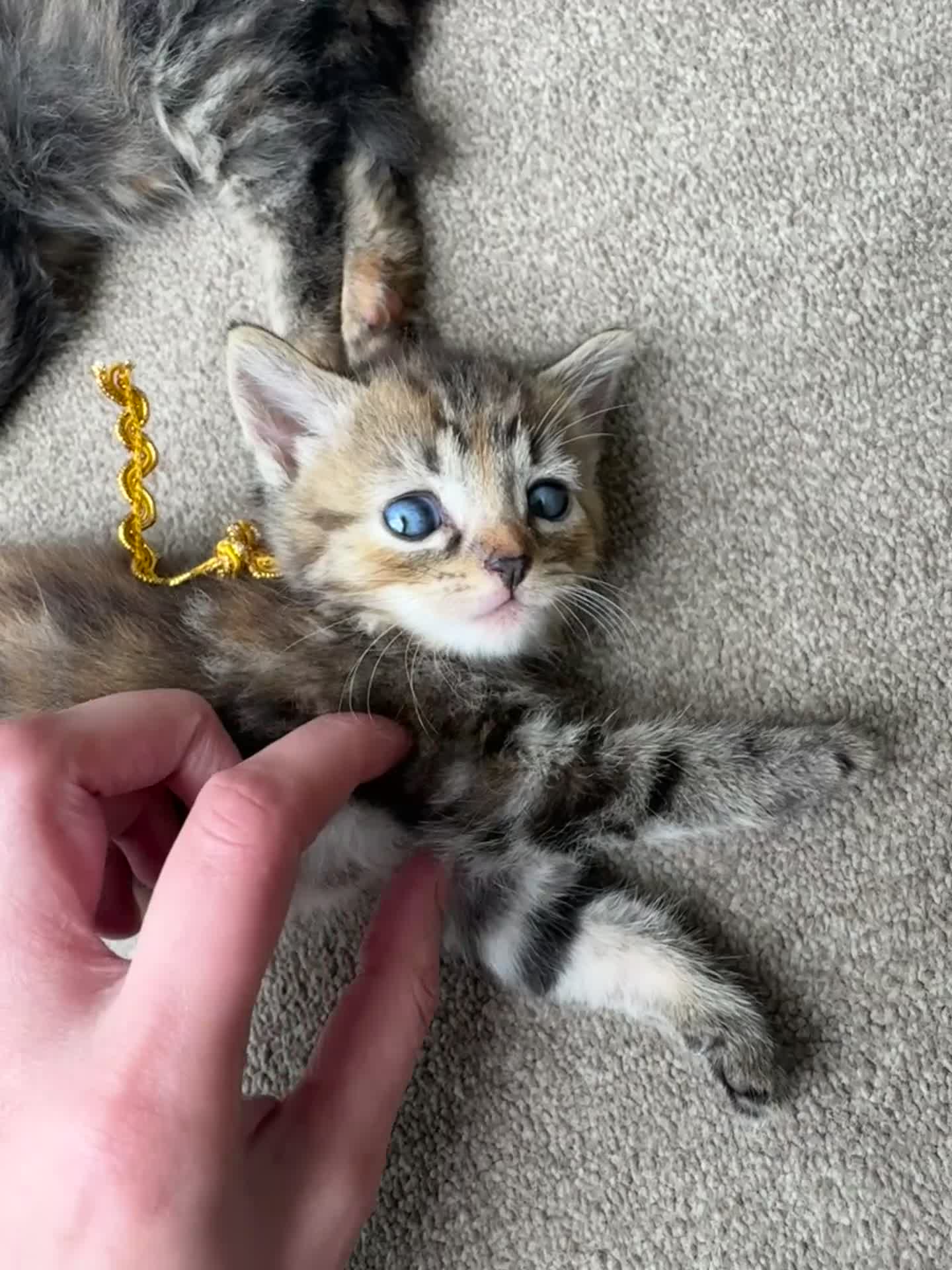 Mixed Breed cats for sale: Mixed litter  - Video 1