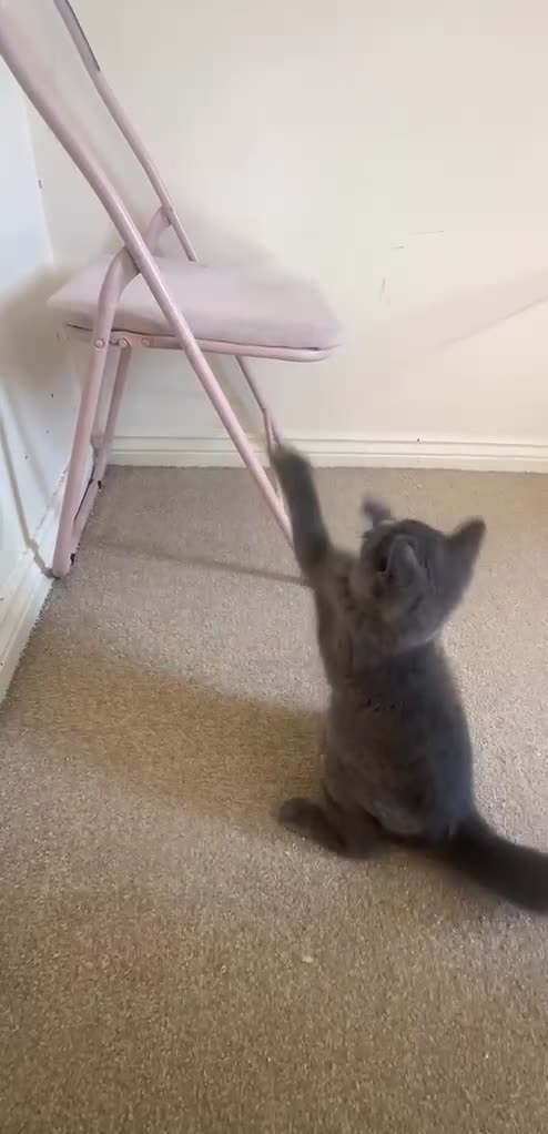 British Shorthair cats for sale: Beautiful british shorthair looking for a new home - Video 2