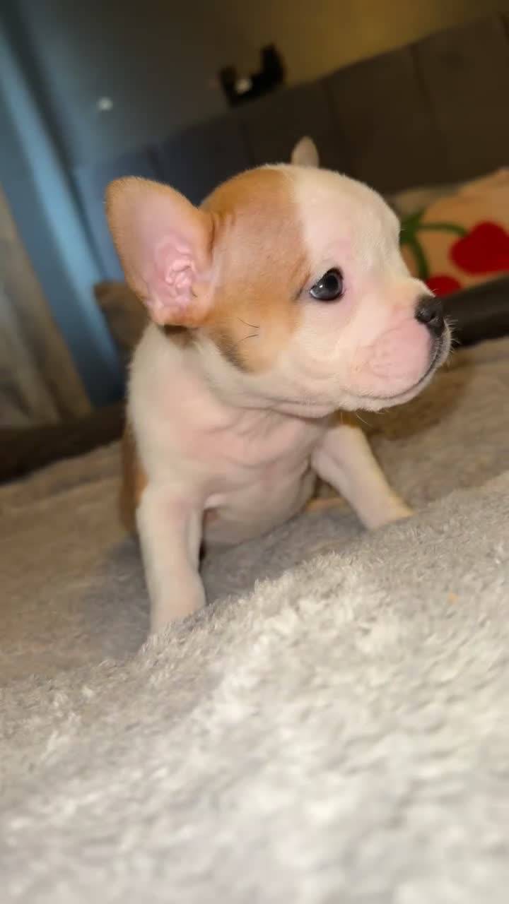 Mixed Breed dogs for sale: Frenchie x pocket bully puppy  - Video 2