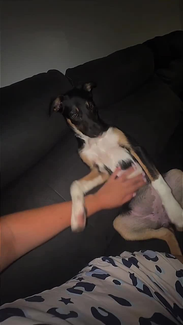 Mixed Breed dogs for sale: Willow  - Video 1