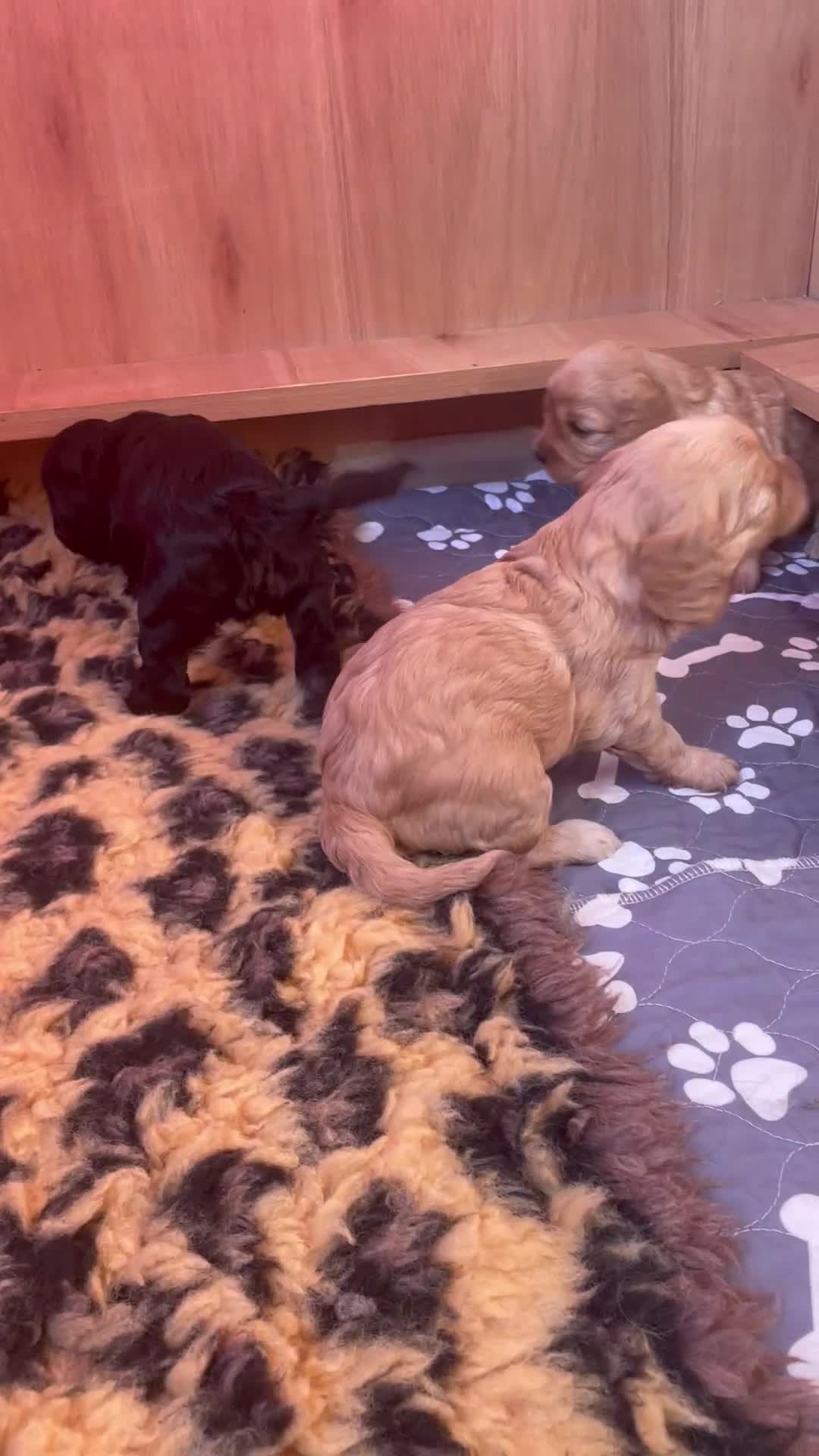 Cavapoo dogs for sale: Cavapoo - Video 3