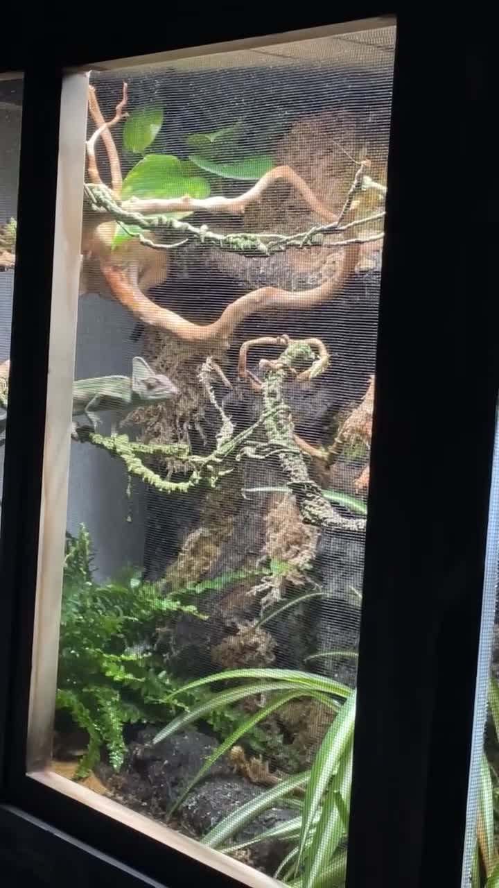 Chameleon reptiles for sale: Male Yemen Veiled Chameleon - Video 2