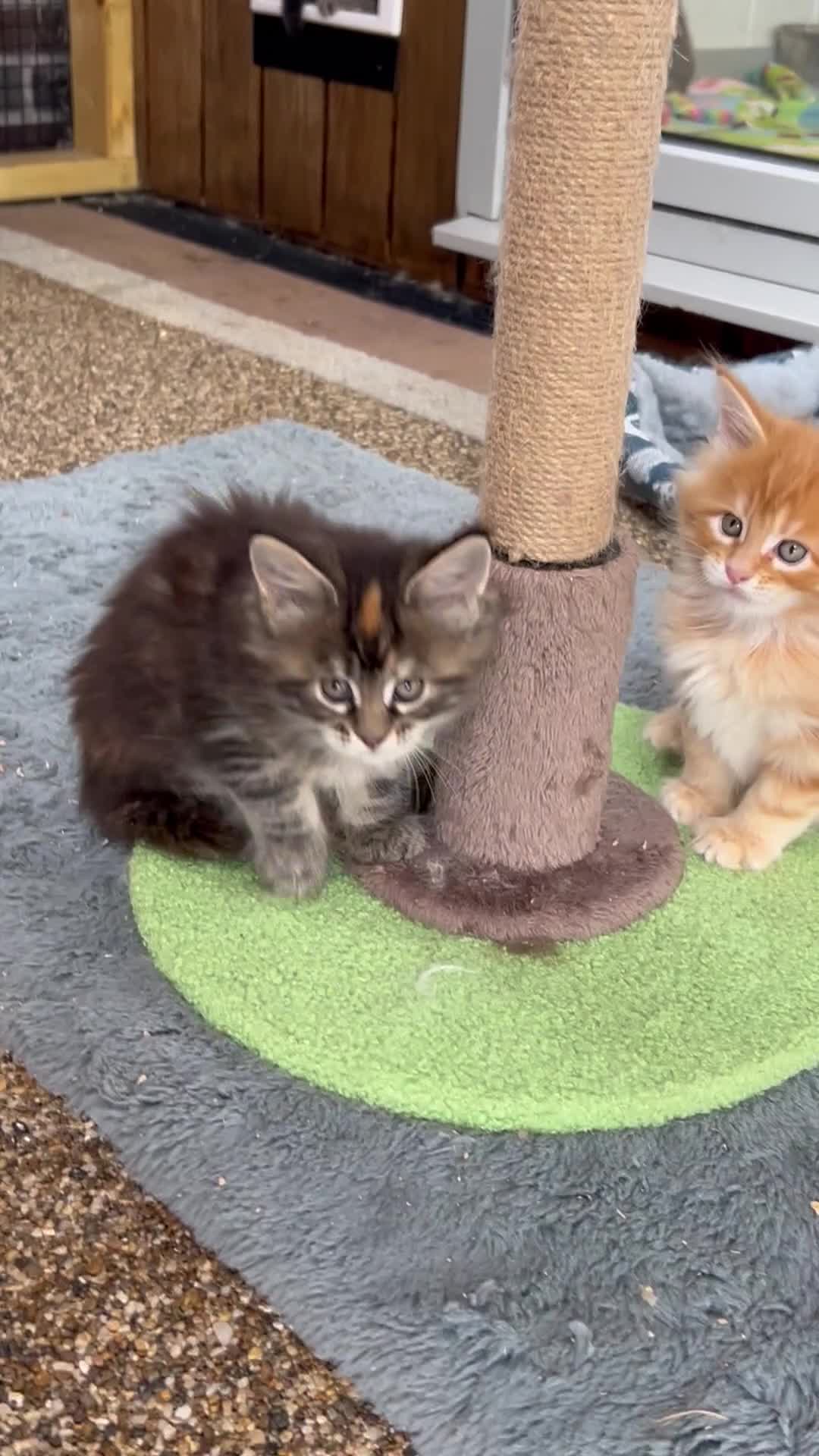 Maine Coon cats for sale: First kittens of GCCF Maine coon Champ for sale  - Video 1