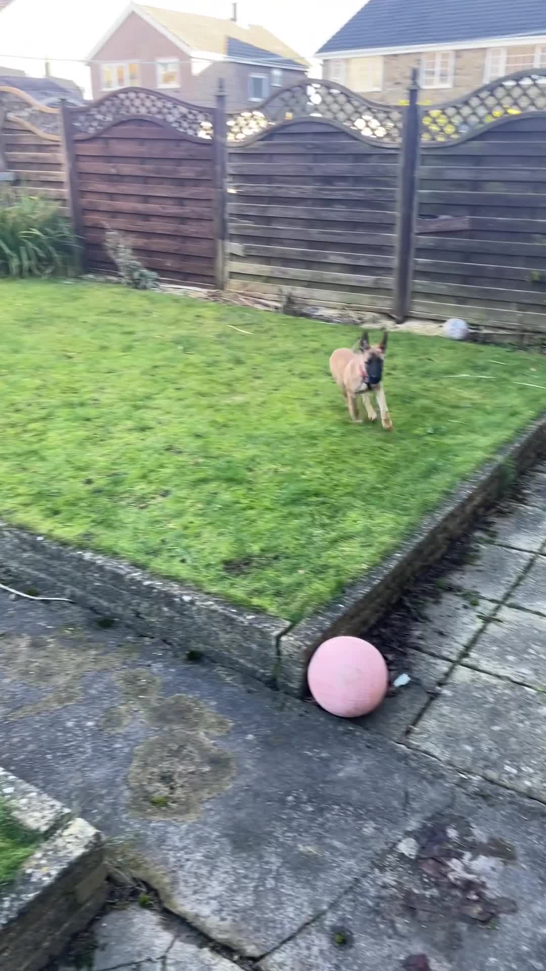 Belgian Shepherd Dog dogs for sale: Belgian shepherdpup for sale - Video 2