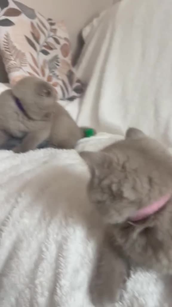 Scottish Fold cats for sale: Stunning Lilac Scottish Fold × BSH Kittens - Video 1