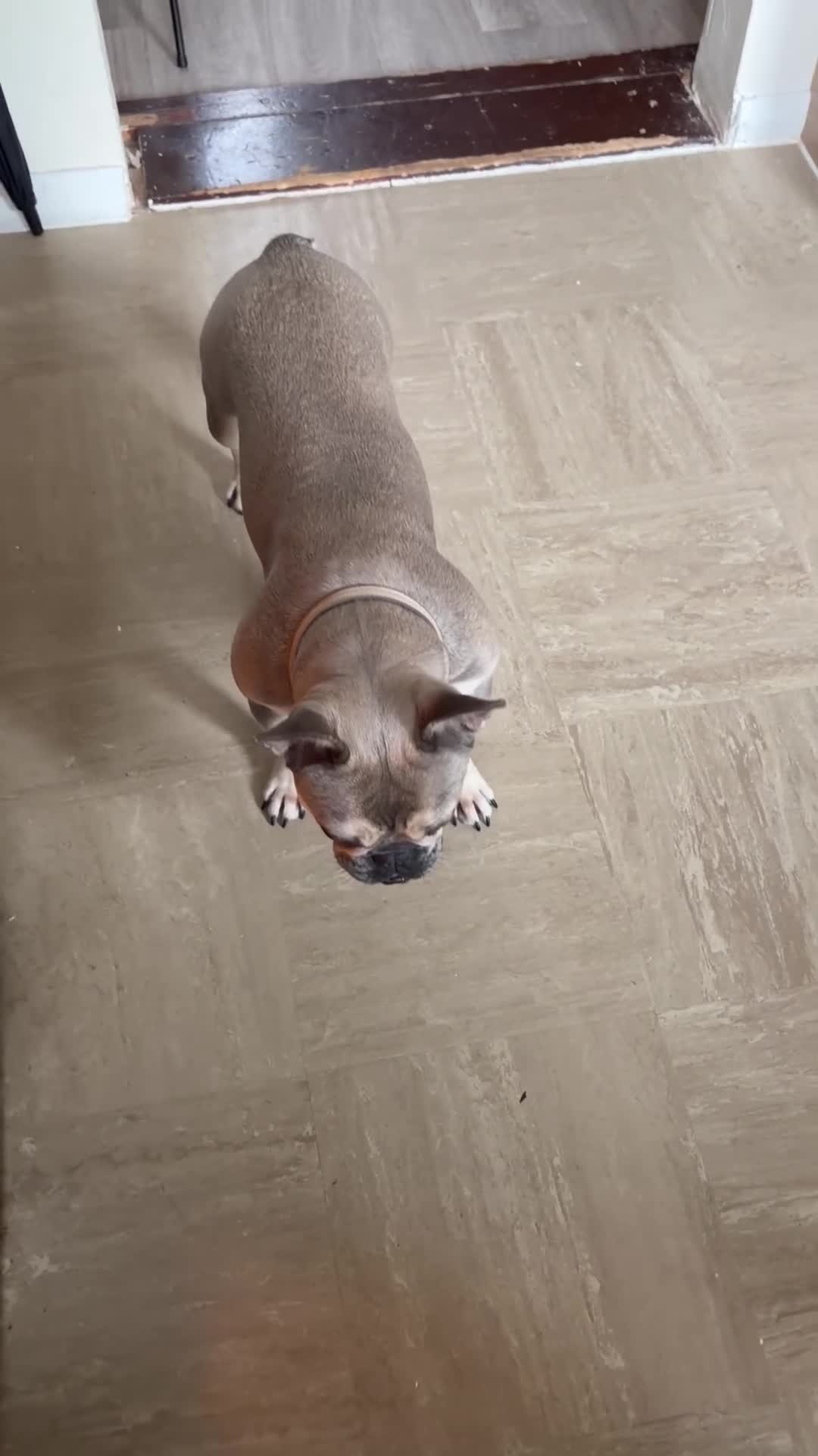 French Bulldog dogs for sale: Missy 1yr old frenchie - Video 1