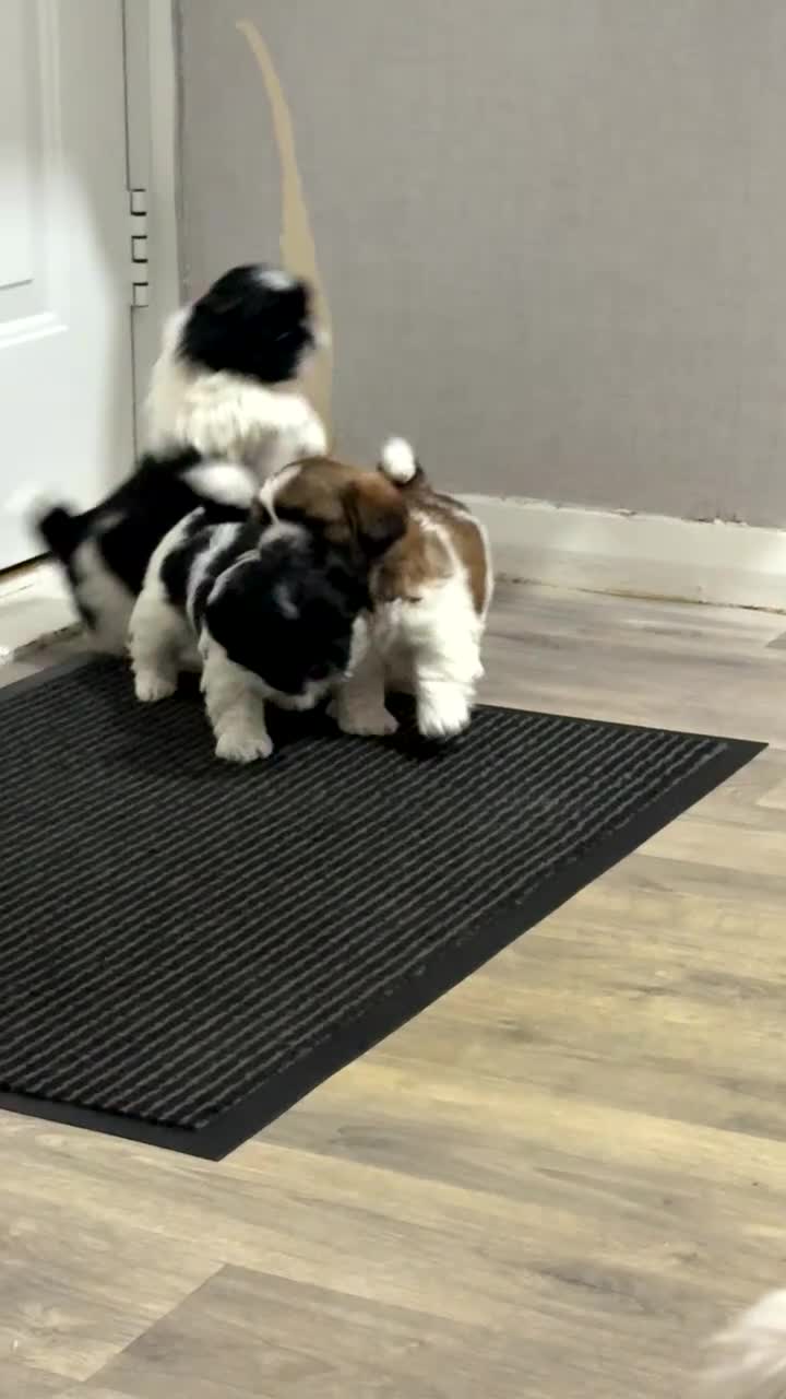 Shih Tzu dogs for sale: 3 beautiful shih tzus for sale  - Video 2