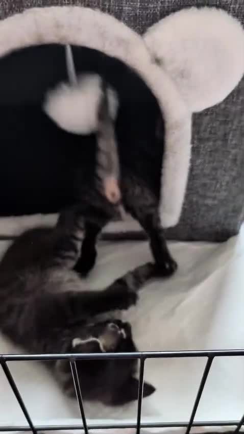 Bengal cats for sale: Bengal slight mix  in Shrewsbury - Video 1