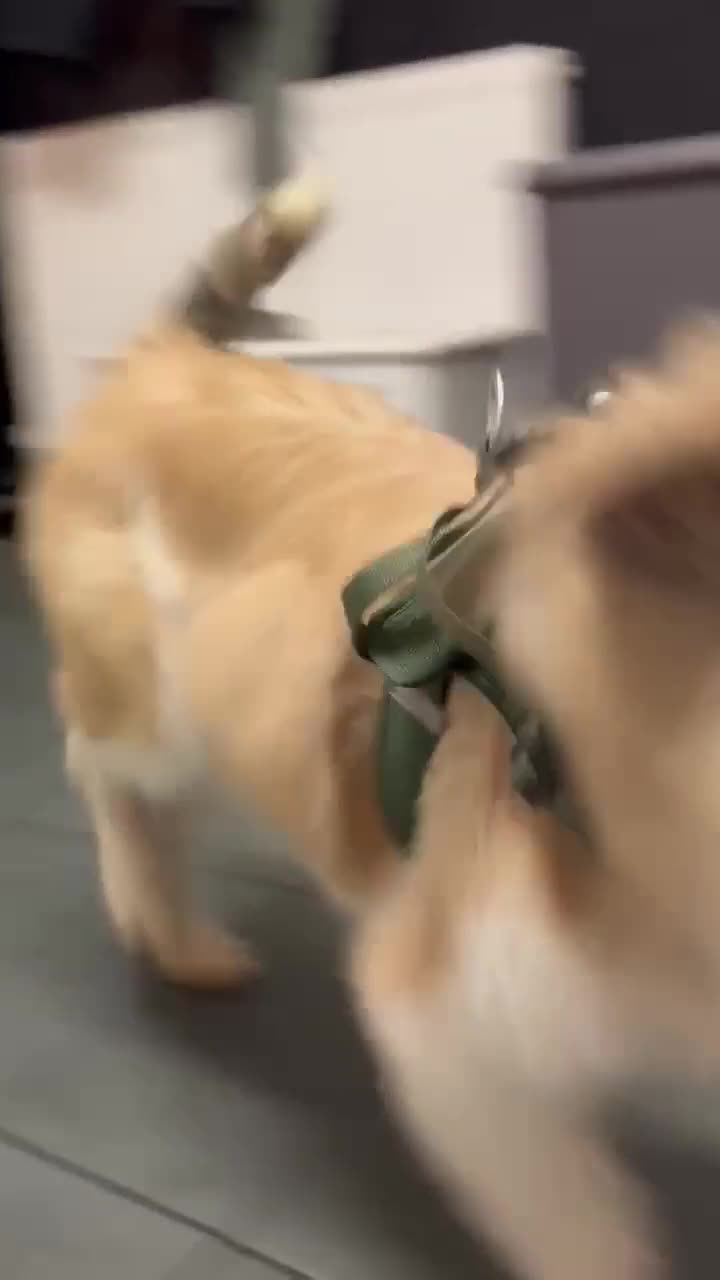 Mixed Breed dogs for adoption: Boo for adoption - Video 2