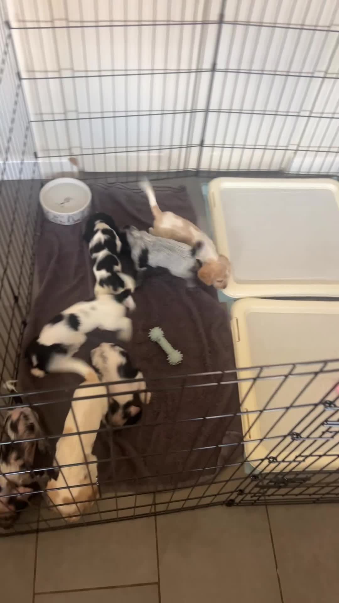 Cocker Spaniel dogs for sale: COCKER SPANIEL PUPPIES £1250 READY TO LEAVE  - Video 2