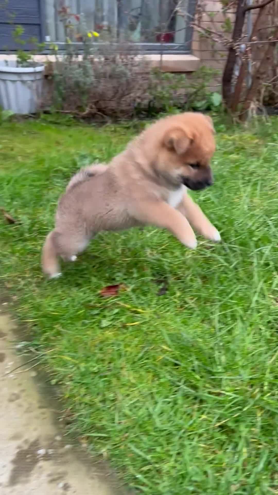 Japanese Shiba Inu dogs for sale: Gorgeous, KC-Registered Shiba Inu Puppies - Video 1