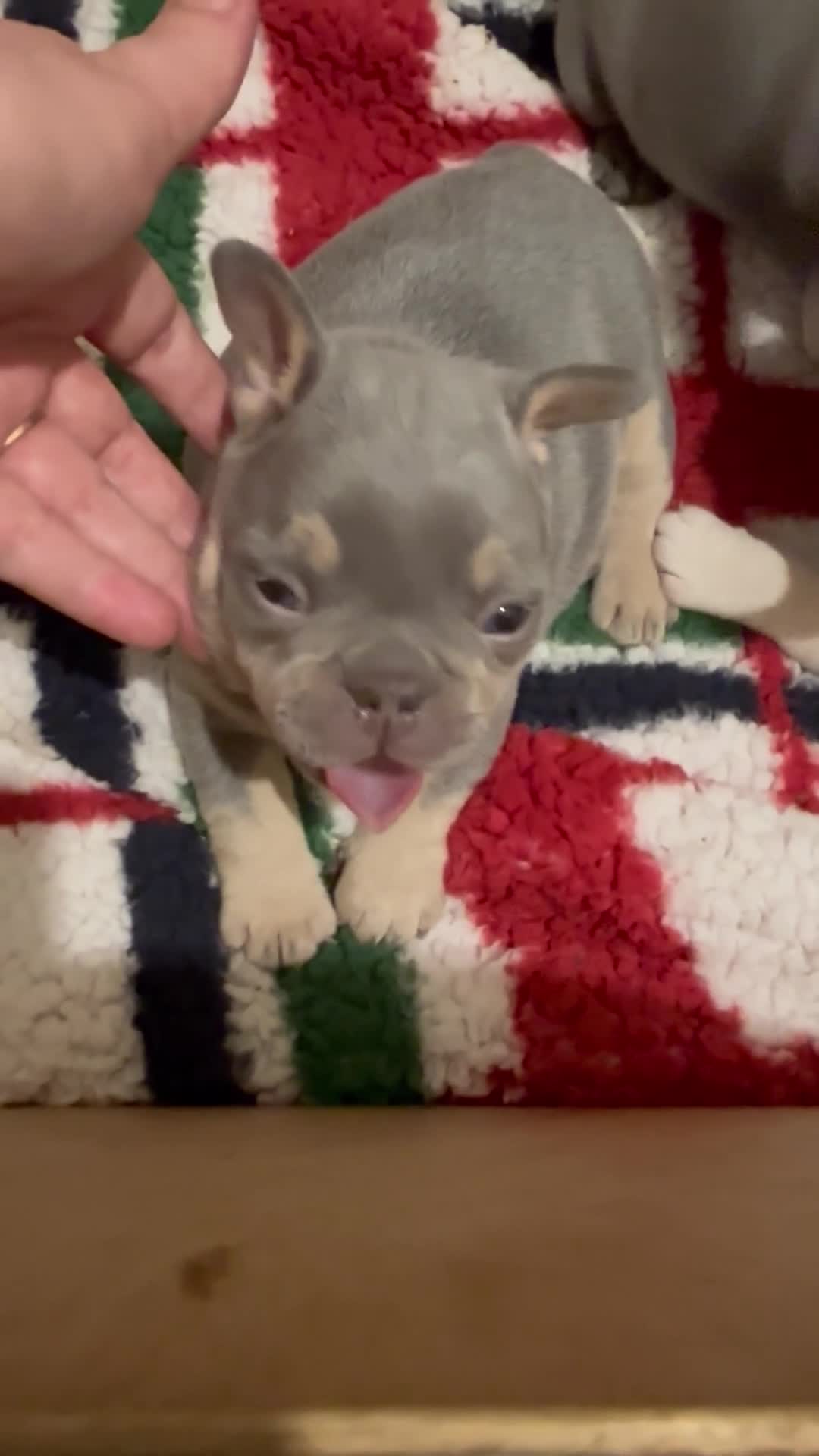 French Bulldog dogs for sale: French bulldog puppies - Video 3