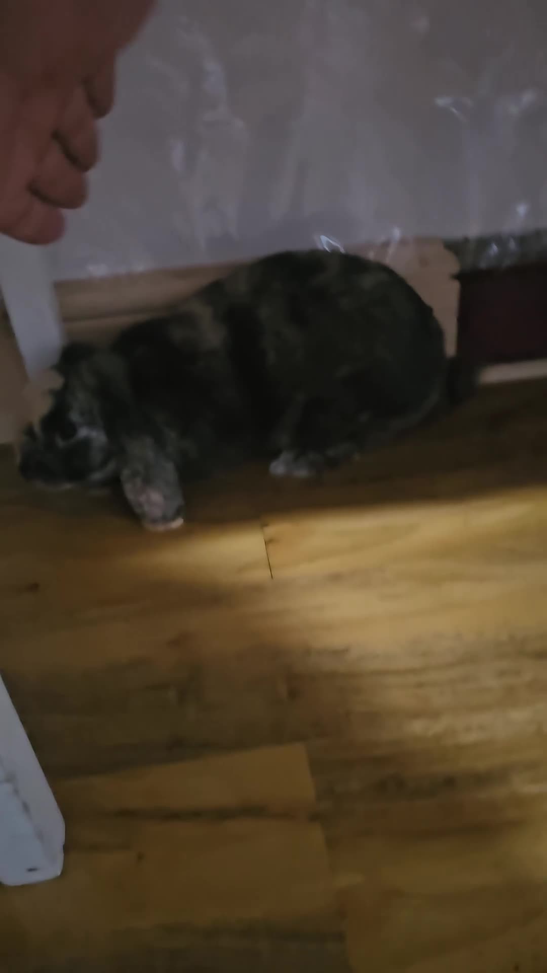 Mixed Breed rabbits for sale: Aslam  in Ilford - Video 1