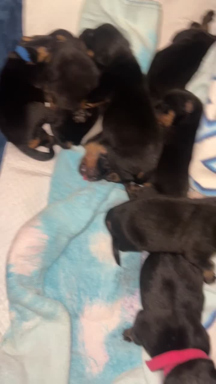 Rottweiler dogs for sale: Stunning Rottweiler puppies  - Video 1