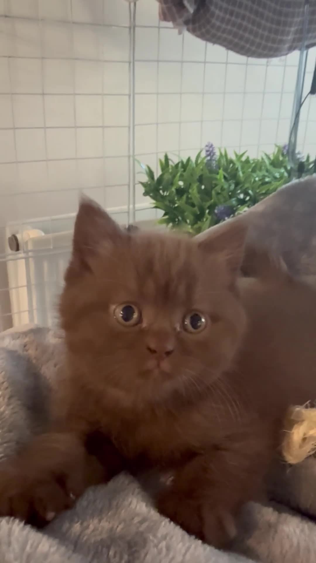 British Shorthair cats for sale: British Shorthair Teddys 🐻 Cinnamon now reserved! - Video 3