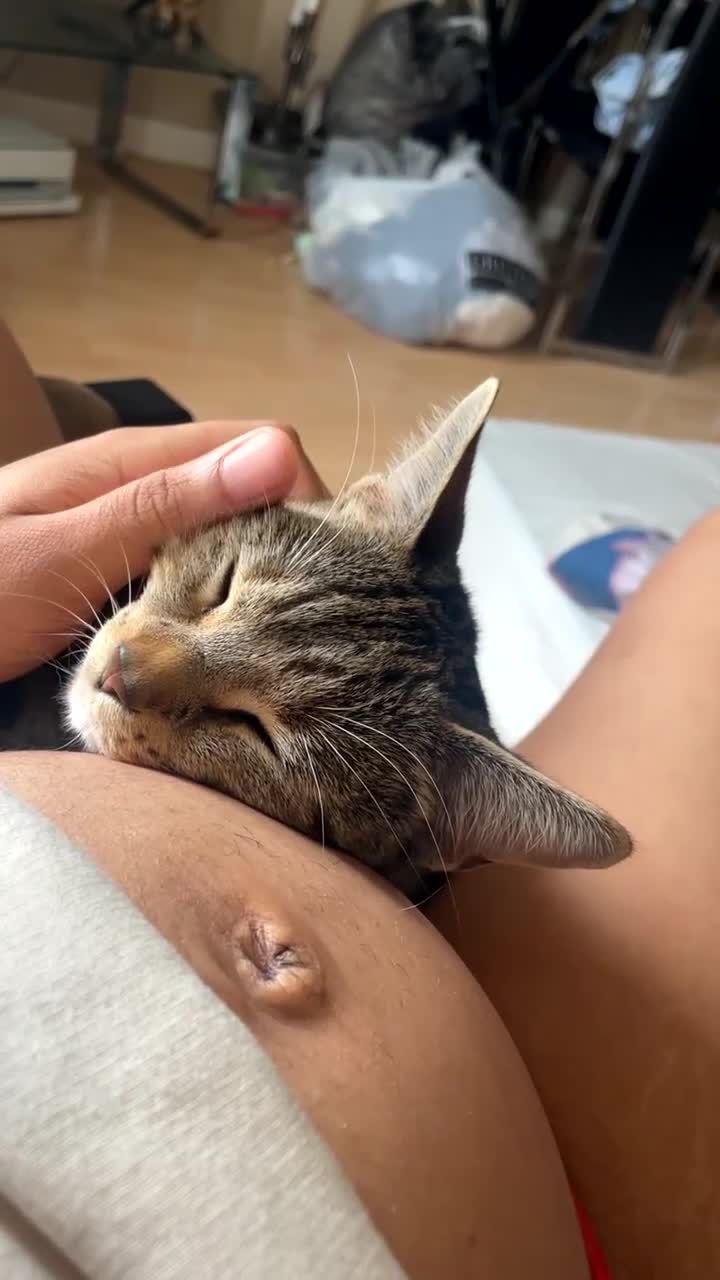 Domestic Shorthair cats for sale: Cat ready to be re-homed - Video 3