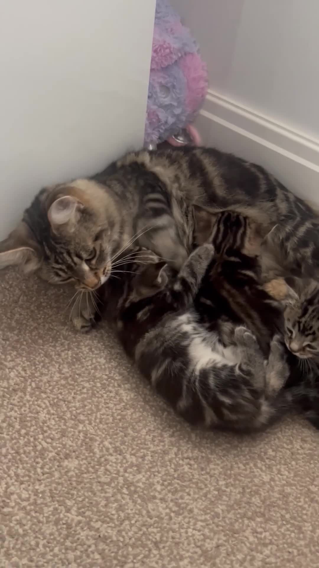 Mixed Breed cats for sale: Adorable Kittens Looking for Their Forever Homes - Video 1