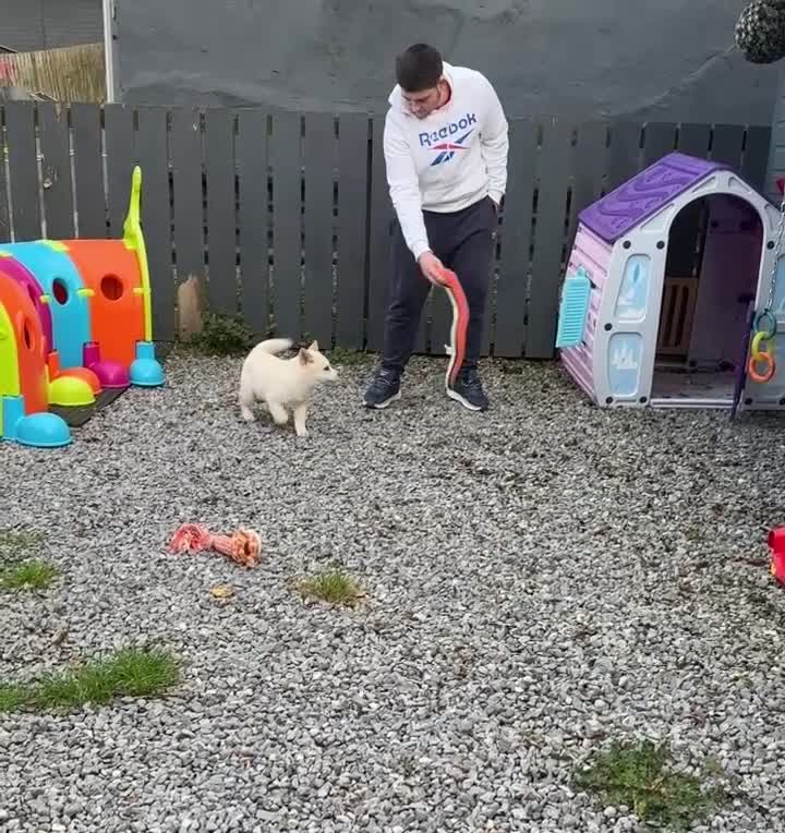 Chow Chow dogs for sale: Stunning cream female chowsky puppy for sale  - Video 1