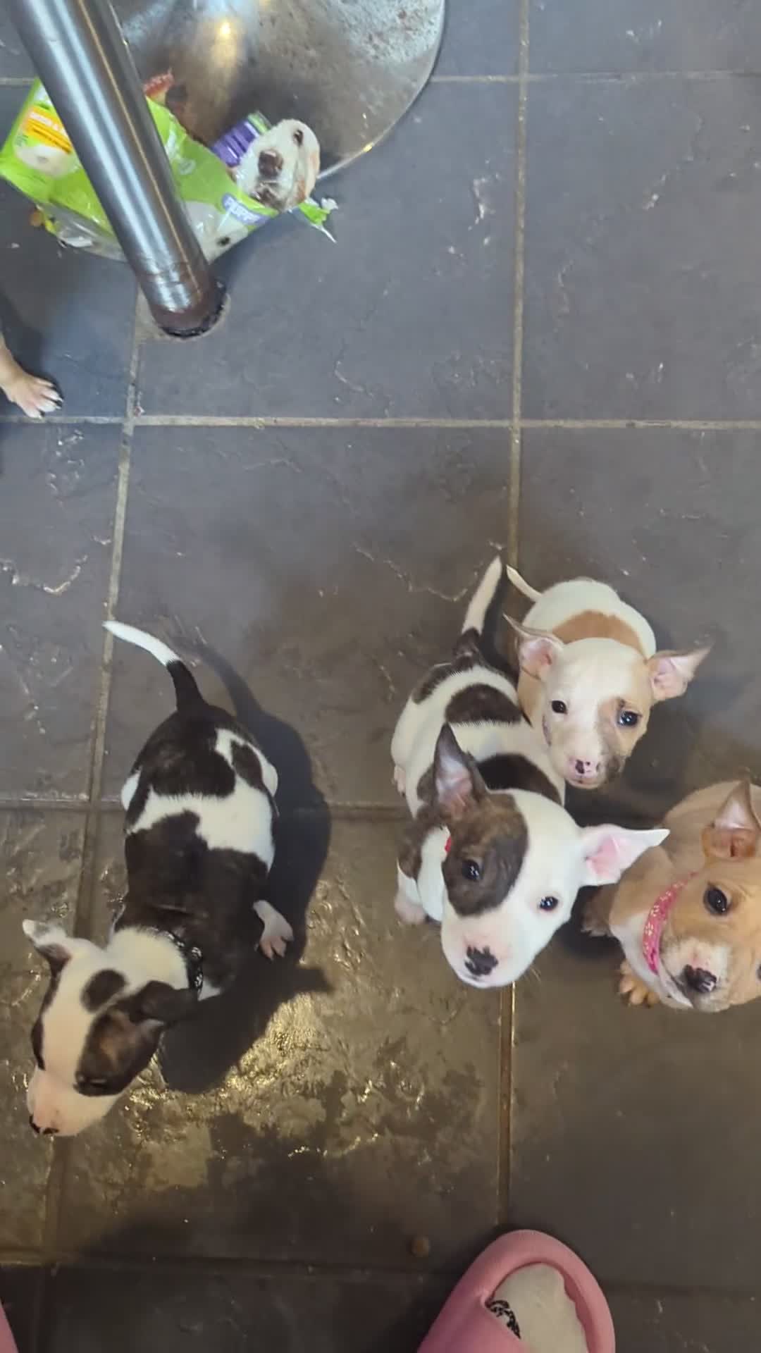 Mixed Breed dogs for sale: 7 Beautiful Staffy x English Bull Terriers - Video 1