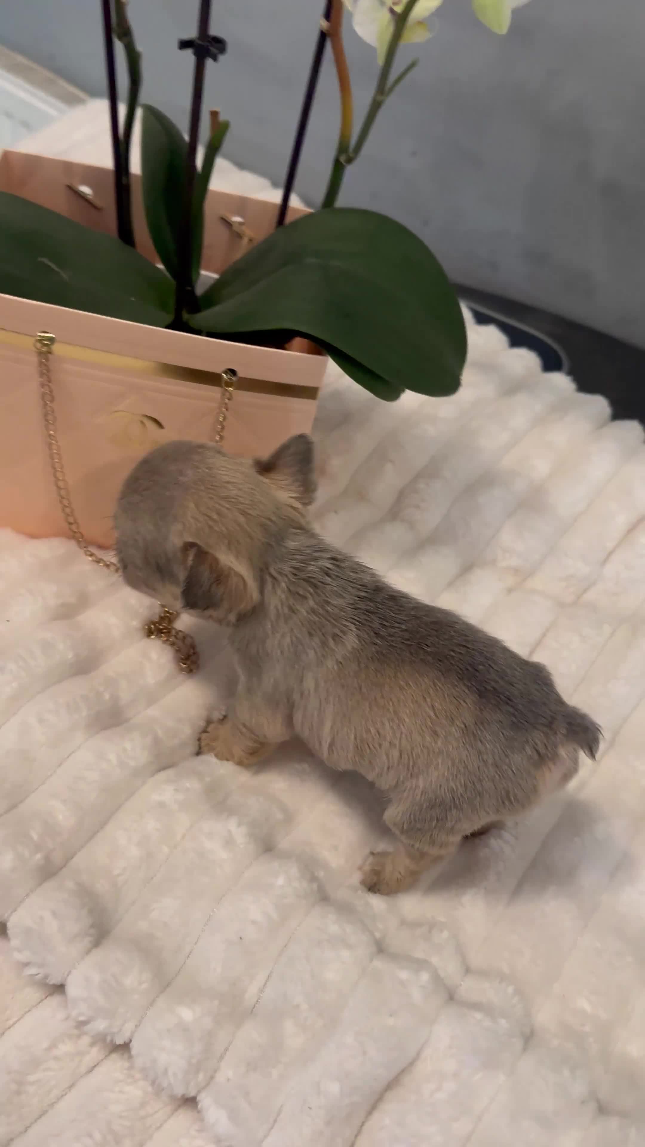 French Bulldog dogs for sale: 🩷🏡 Adorable fluffy French Bulldogs - Video 2