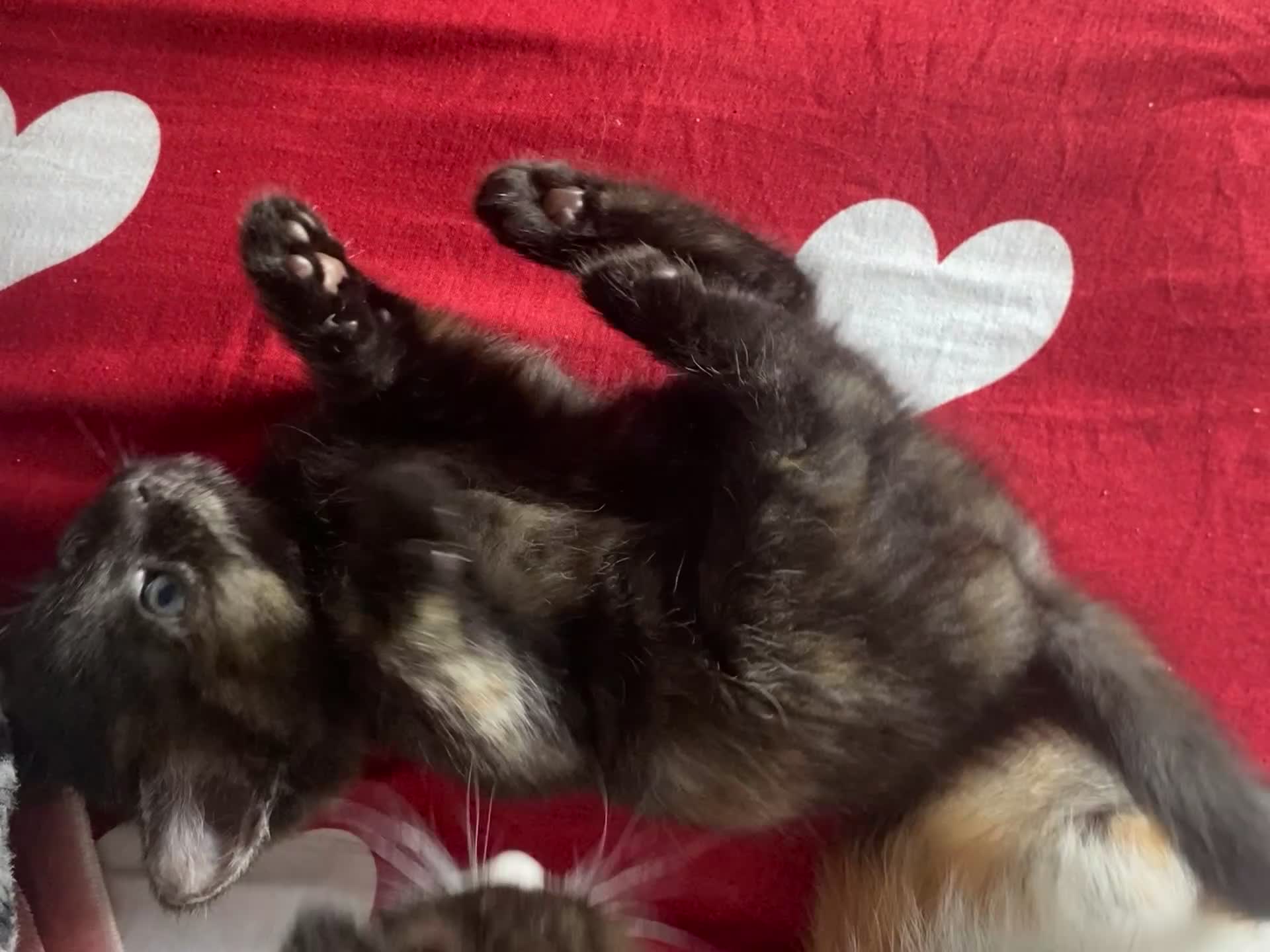 Russian Blue cats for sale: Half Russian blue kittens  - Video 1