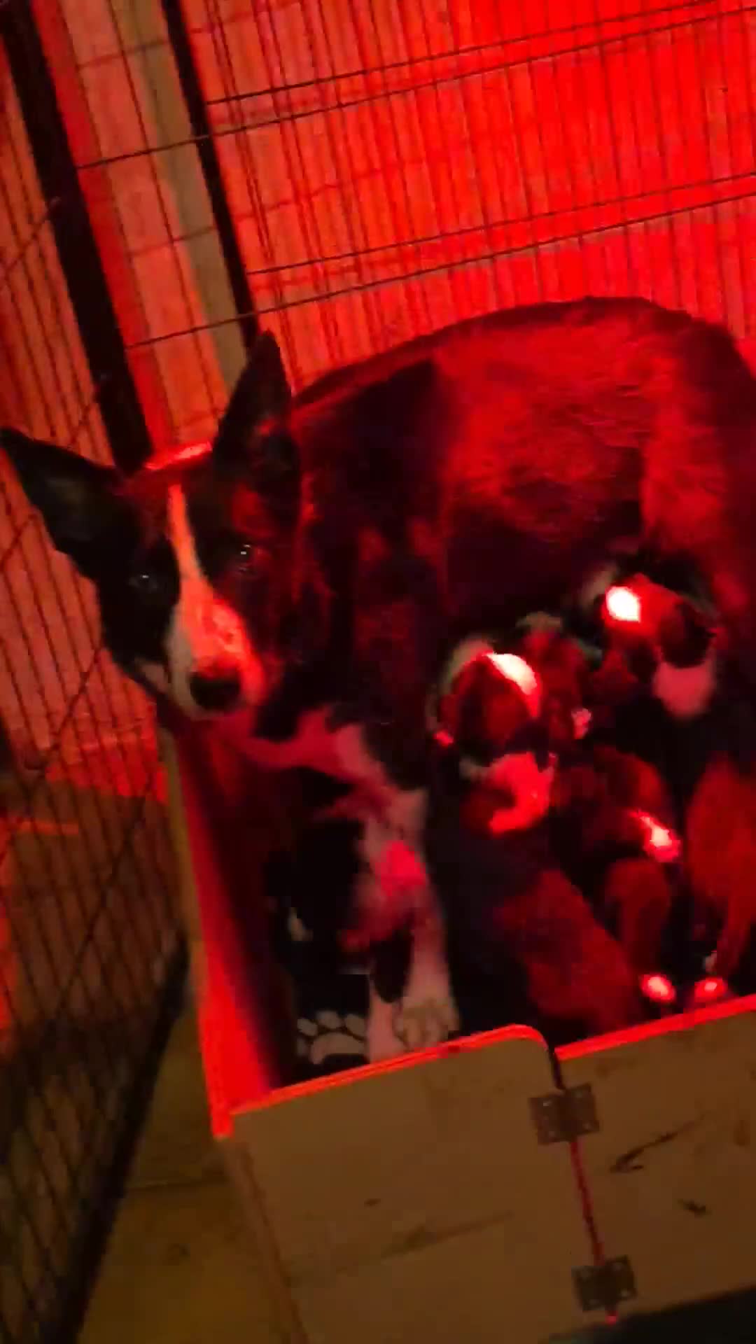 Mixed Breed dogs for sale: Border x Beardie Collies - Video 1