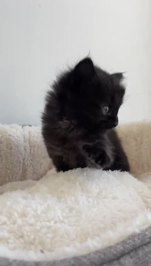 Norwegian Forest Cat cats for sale: Norwegian Forest Kittens - Video 1