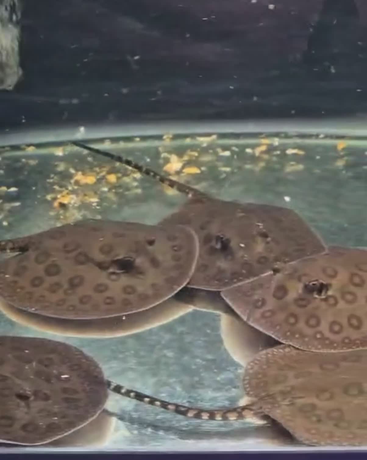 Sharks fish for sale: Motoro Stingray pup - Video 2