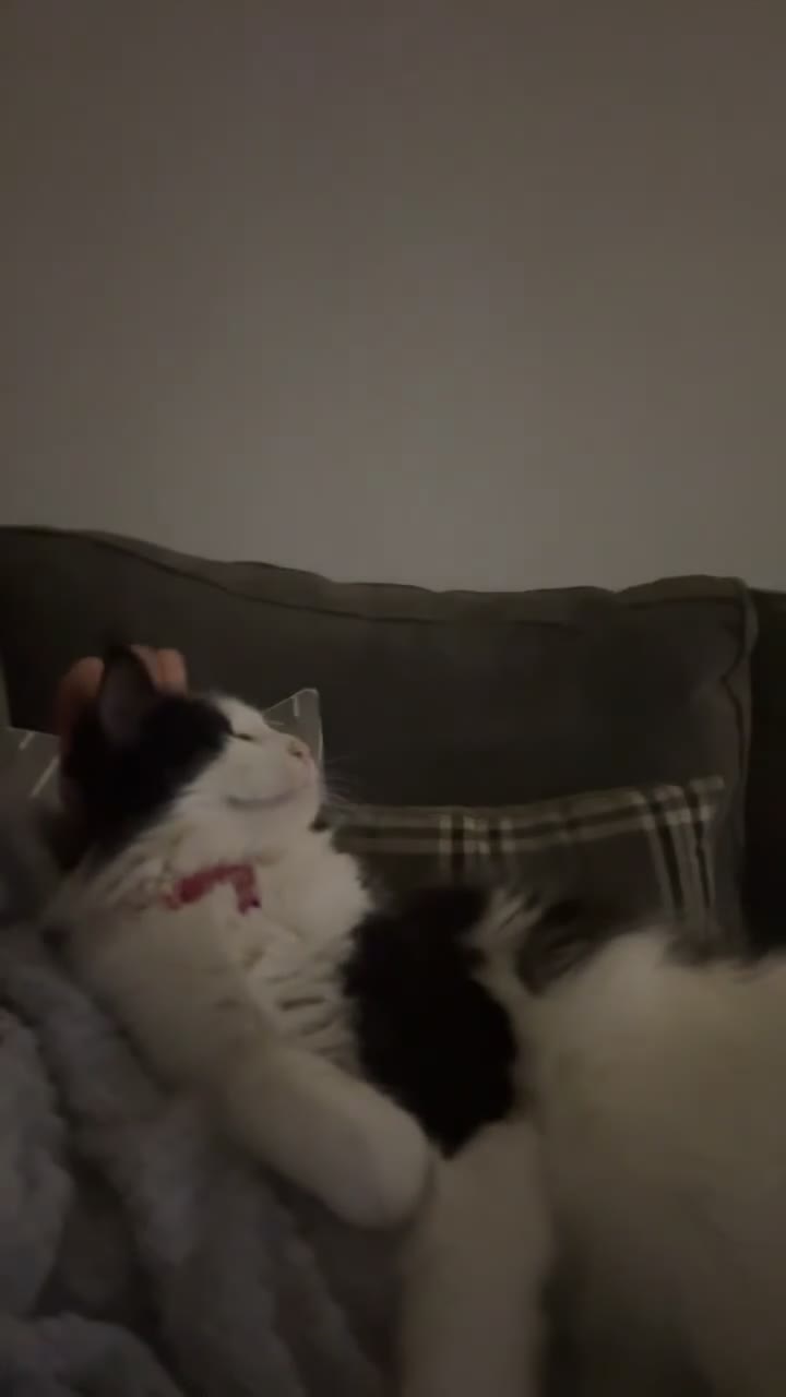 Maine Coon cats for sale: Bagheera - a 4 year old Maine Coon - Video 1