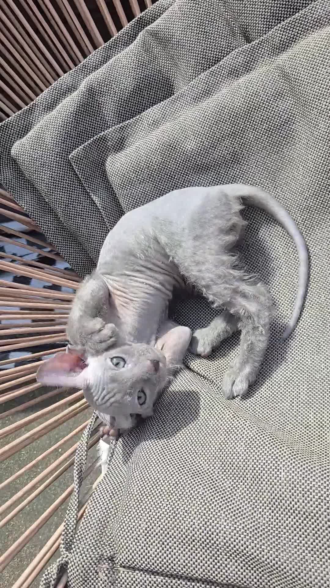 Mixed Breed cats for sale: Silver BioVelvet Males – TICA Lines Velvet Texture - Video 1