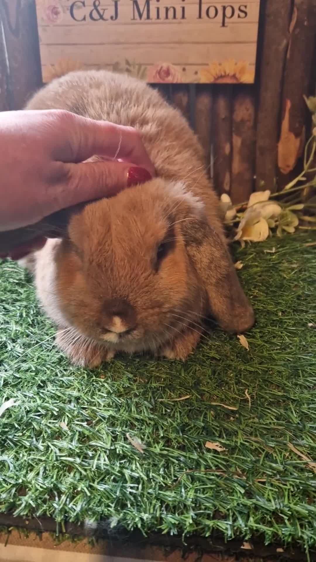 Mini Lop rabbits for sale: Mini lop kits  - Video 1